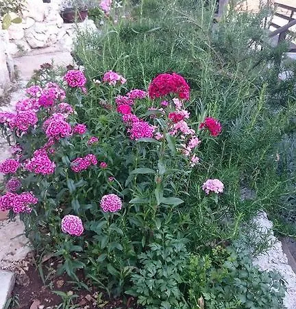 Anita Babino Polje